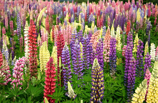 Lupin Russell Mix - unique shine seeds
