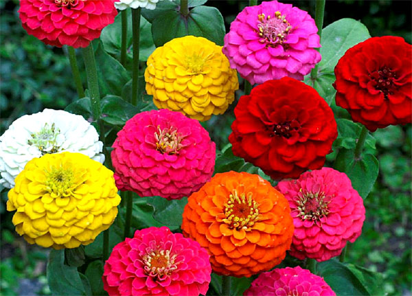 Zinnia Lilliput Mix - Unique Shine Seeds